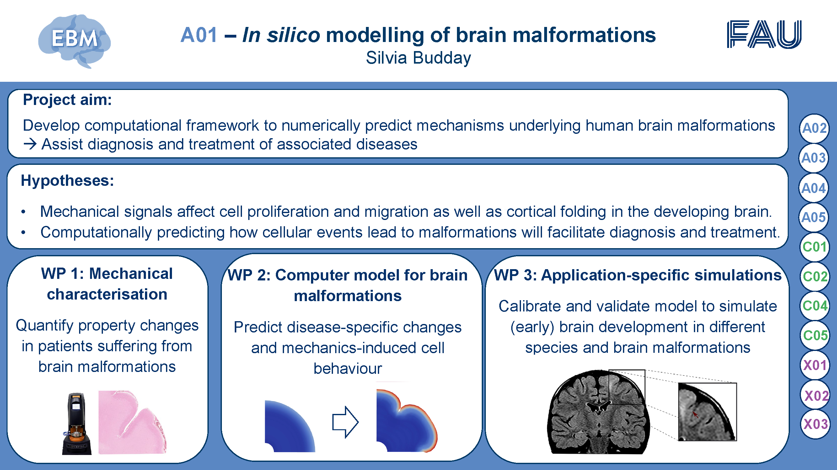 Description of project A01: In silico modelling of brain malformations, PI: Silvia Budday