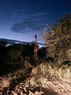 Capturing the wild beauty of South Africa – scenes from a safari adventure (Image: O. Neumann)
