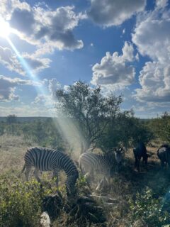 Capturing the wild beauty of South Africa – scenes from a safari adventure (Image: O. Neumann)