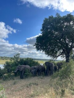 Capturing the wild beauty of South Africa – scenes from a safari adventure (Image: O. Neumann)