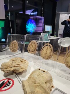 Impressions from the Long Night of Sciences. (Image: A. Dakkouri-Baldauf)