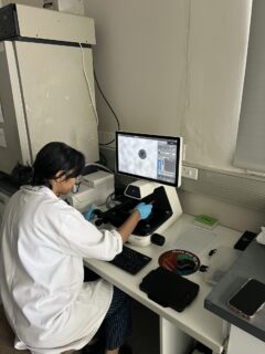 Kiara Ramnundlall locating organoids of suitable size for mechanical testing. Photo: O. Neumann