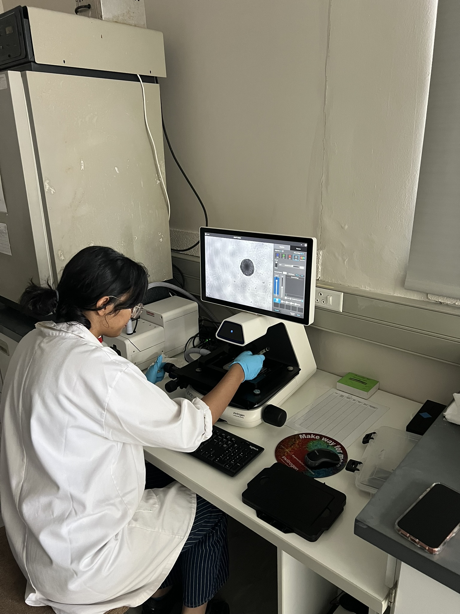Kiara Ramnundlall locating organoids of suitable size for mechanical testing. Photo: O. Neumann