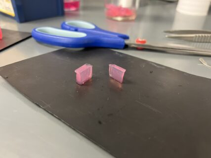 Embedded and halved mouse brain organoid. Photo: O. Neumann