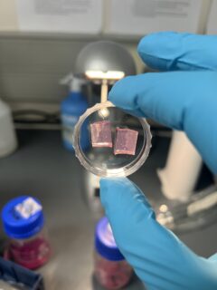Embedded and halved mouse brain organoid mounted in Petri dish. Photo: O. Neumann