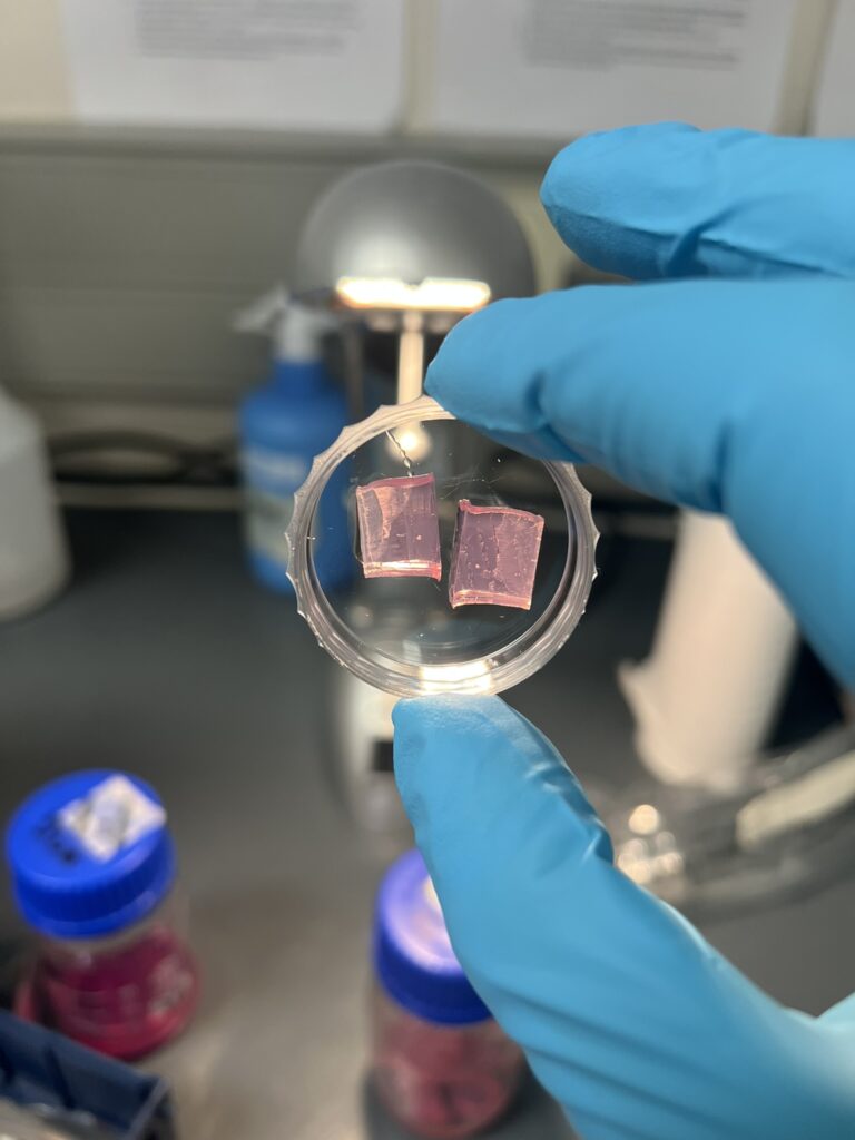 Advancing Brain Organoid Mechanics: Research Stay at the University of Cape Town