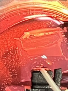 Embedded and bisected mouse brain organoid while being tested in den indenter. Photo: O. Neumann