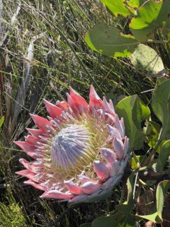 Rare sighting of a king protea during a hike on Devil’s Peak in Cape Town. Photo: O. Neumann