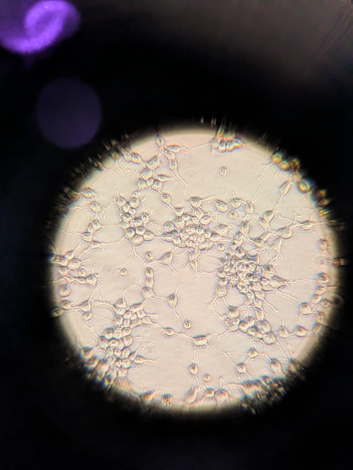 mNSCs in culture in proliferation medium. 10× magnification. Photo: M. Lorke