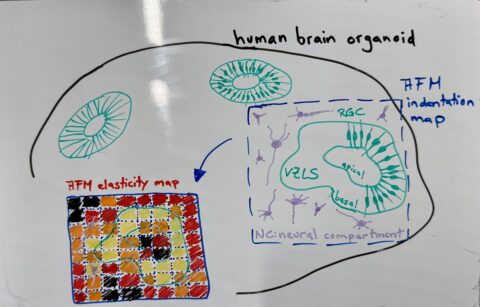 Illustration and photo by M. Tranchina depicting typical structures and cell types in a brain organoid, together with the expected AFM-based elasticity map, which provides insight into the mechanical properties of the organoid interior.