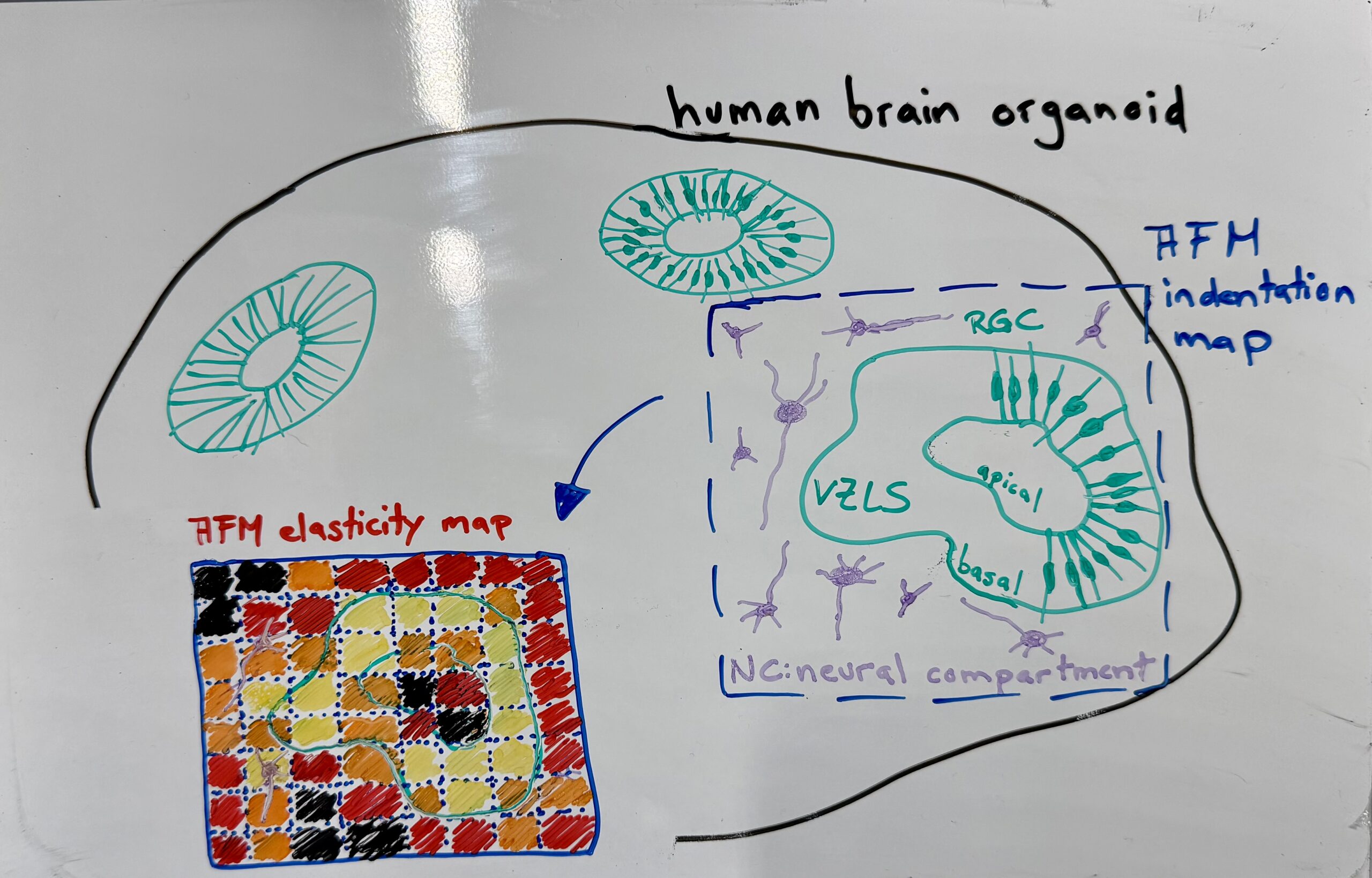Illustration and photo by M. Tranchina depicting typical structures and cell types in a brain organoid, together with the expected AFM-based elasticity map, which provides insight into the mechanical properties of the organoid interior.