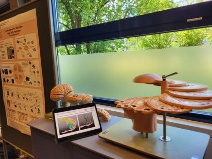 Anatomical brain models on display. Photo: A. Dakkouri-Baldauf